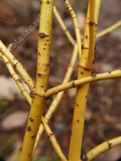 Cornus stolonifera 'Flaviramea' 